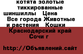 котята золотые тиккированные шиншиллы › Цена ­ 8 000 - Все города Животные и растения » Кошки   . Краснодарский край,Сочи г.